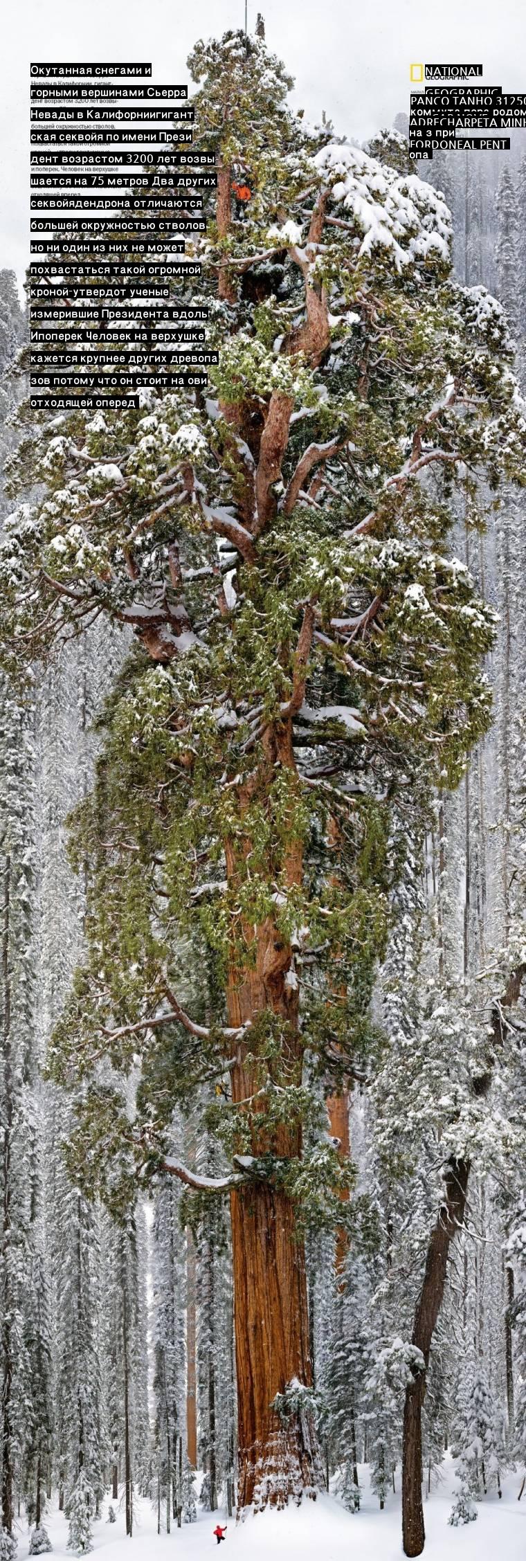 3200歳になった木の実寸