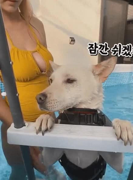 珍島犬を泳いでるのに他のところに目が行く。