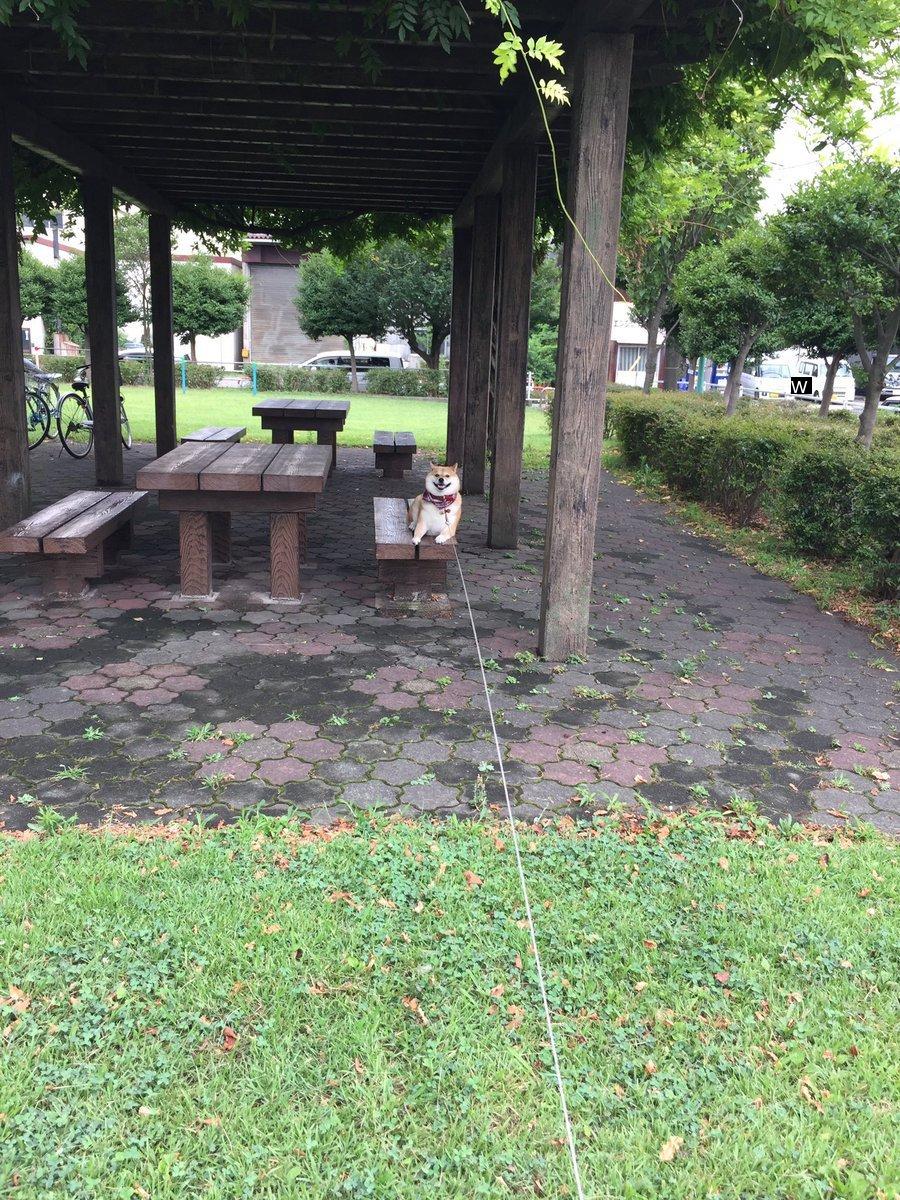 シシバ家に帰りたくない！！