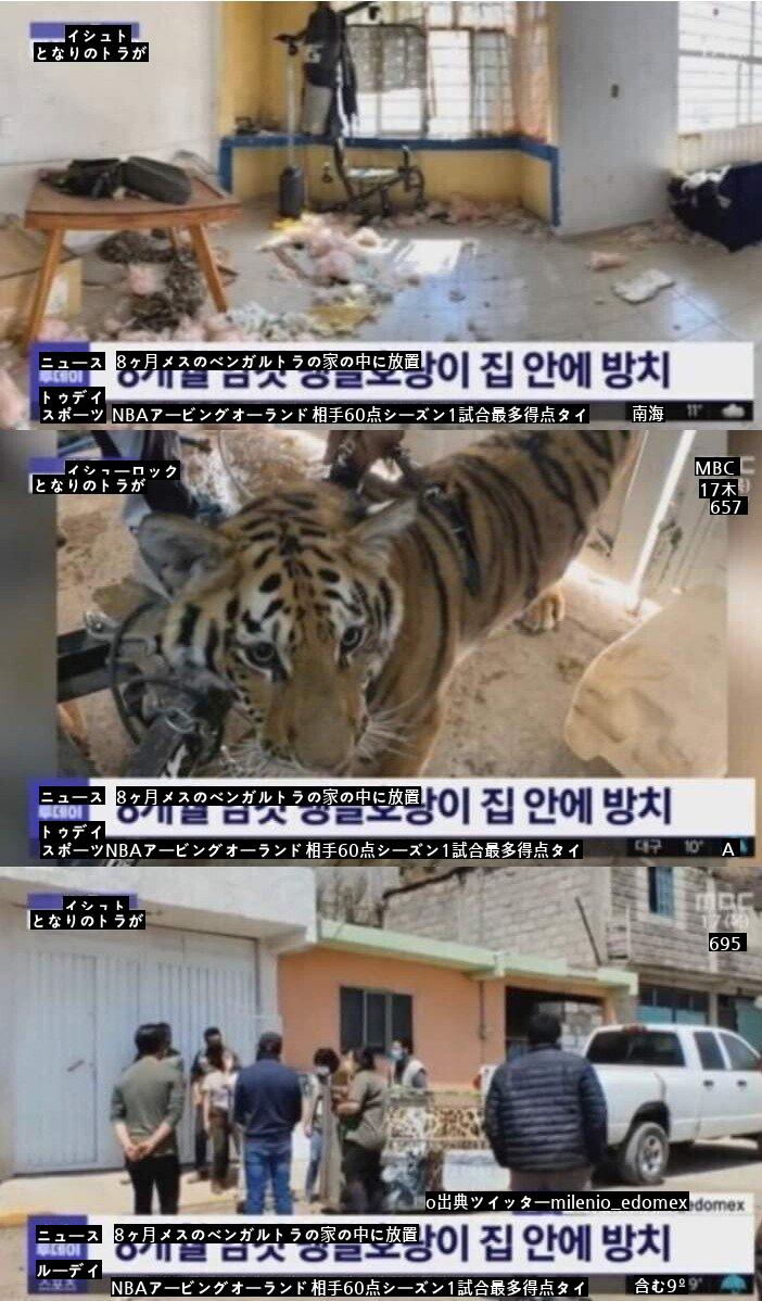 隣の家に虎が住んでいるようです。