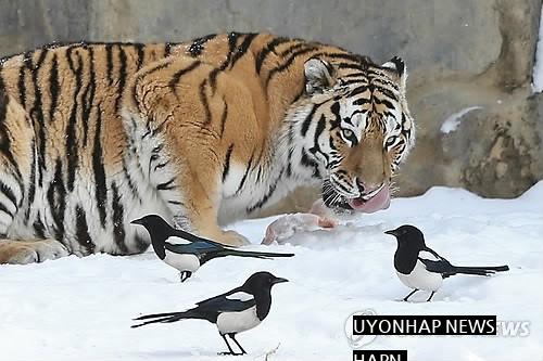 動物園でよく見られるカササギの覇気