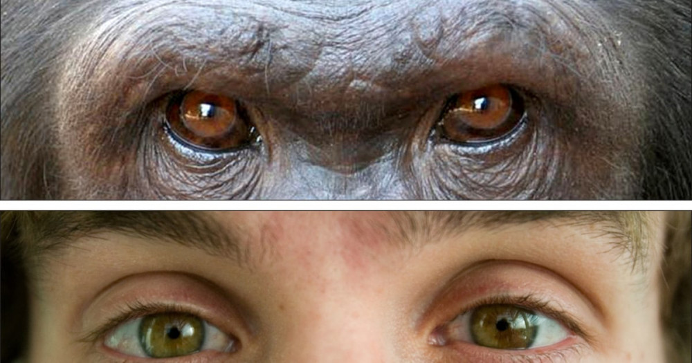 석기시대 수준 돌입했다는 카푸친원숭이 눈이 독특하네