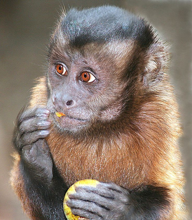 석기시대 수준 돌입했다는 카푸친원숭이 눈이 독특하네
