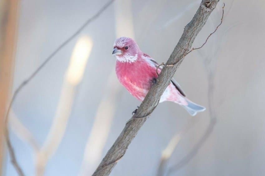 한국에서 볼 수 있는 가장 아름다운 새