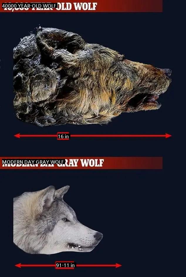 4万年前のオオカミと現在のオオカミの大きさを比較