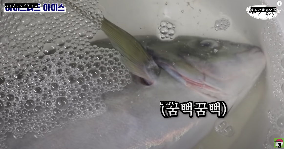活魚を急速冷凍後に水に戻したらどうなるか