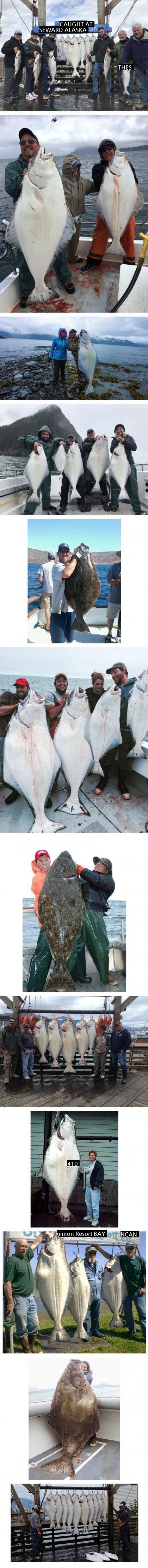 アラスカで獲れるヒラメの大きさ