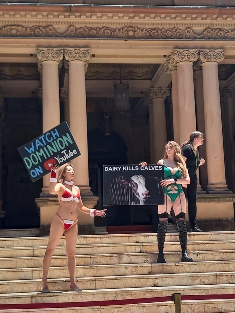 [약후] 호주 동물보호단체 우유반대 시위 ㅋㅋㅋㅋ