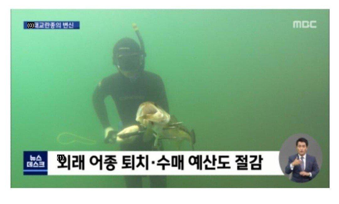 韓国の生態系を撹乱したブルーギルの最新の近況