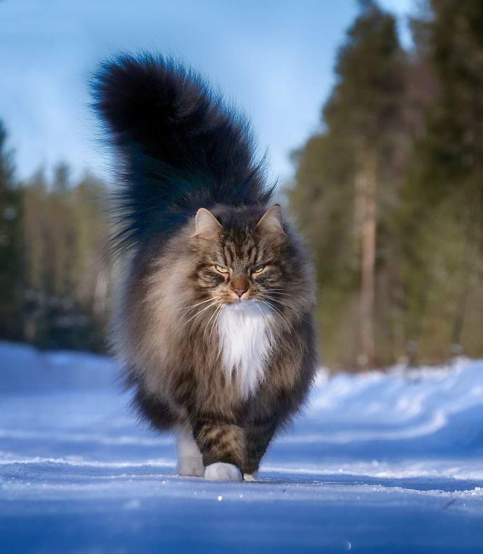 숲의 귀족 같은 노르웨이숲 고양이