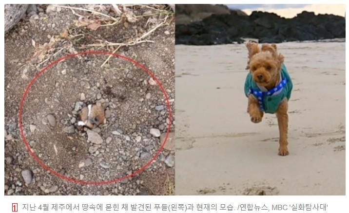 제주서 산 채로 땅에 묻혔던 푸들, 8개월 후 어떻게 지내나 봤더니