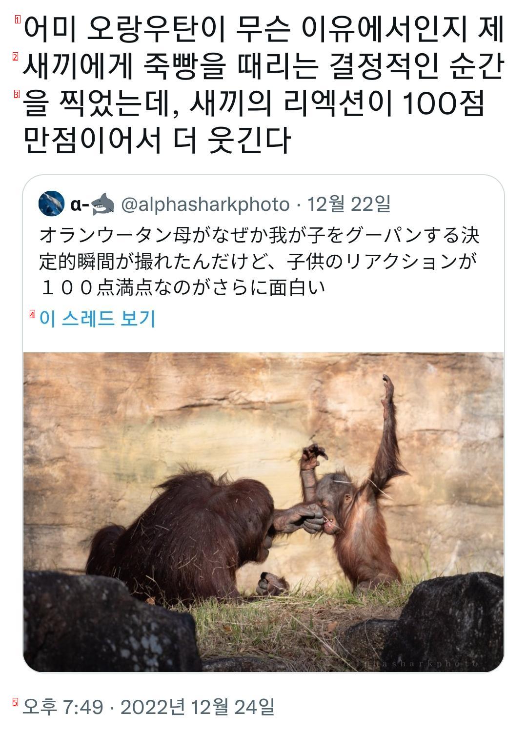 자기 새끼에게 죽빵을 날리는 엄마의 사진