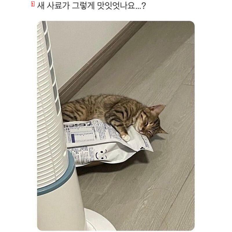 사료가 맘에 든 고양이