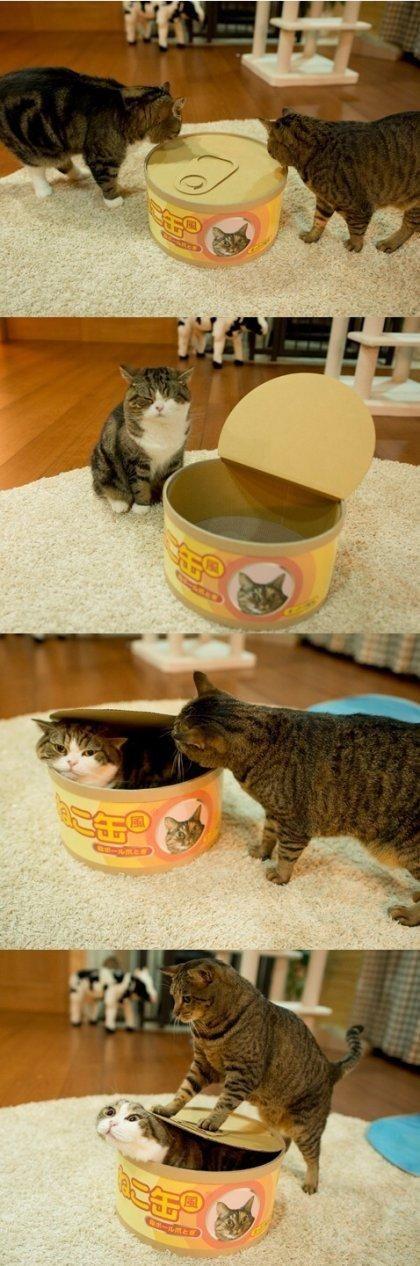 猫の缶詰製造