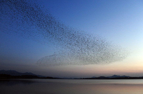 速報:英国ロンドン上空で多数の渡り鳥の移動現象が目撃され、