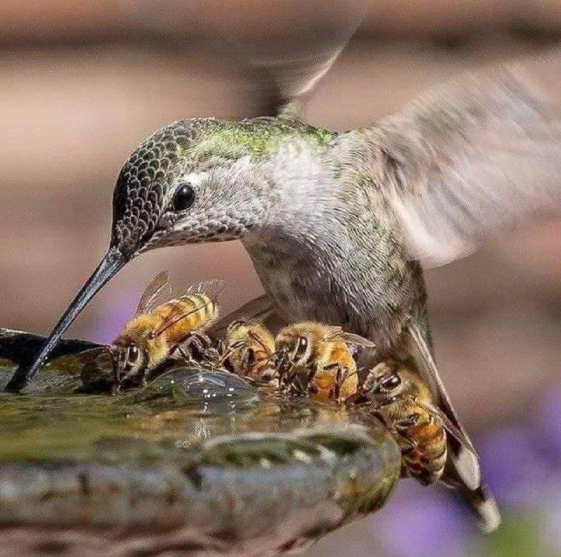 벌 새가 물 마시는 사진
