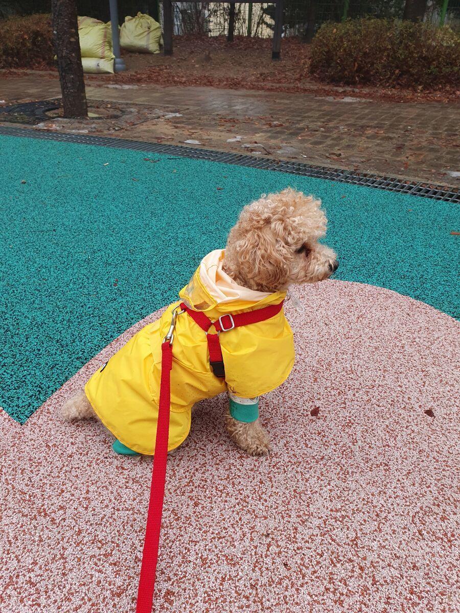 雨が降っても雪が降っても犬の散歩 jpg