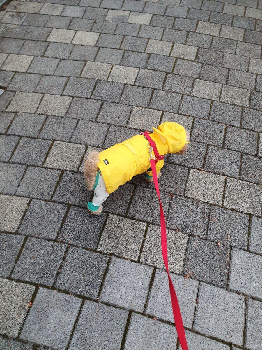 雨が降っても雪が降っても犬の散歩 jpg