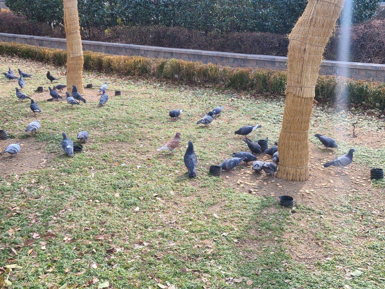 韓国初の鳩の角養殖場の紹介