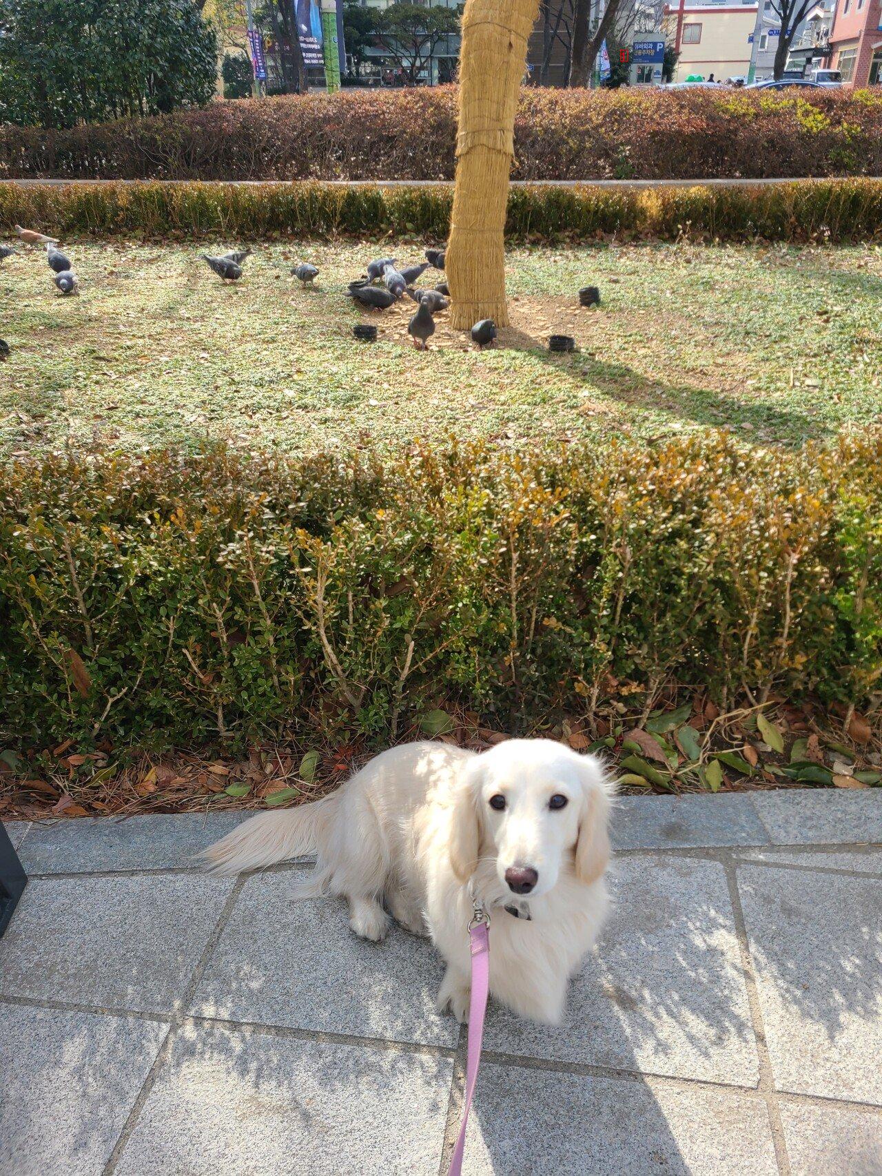 韓国初の鳩の角養殖場の紹介