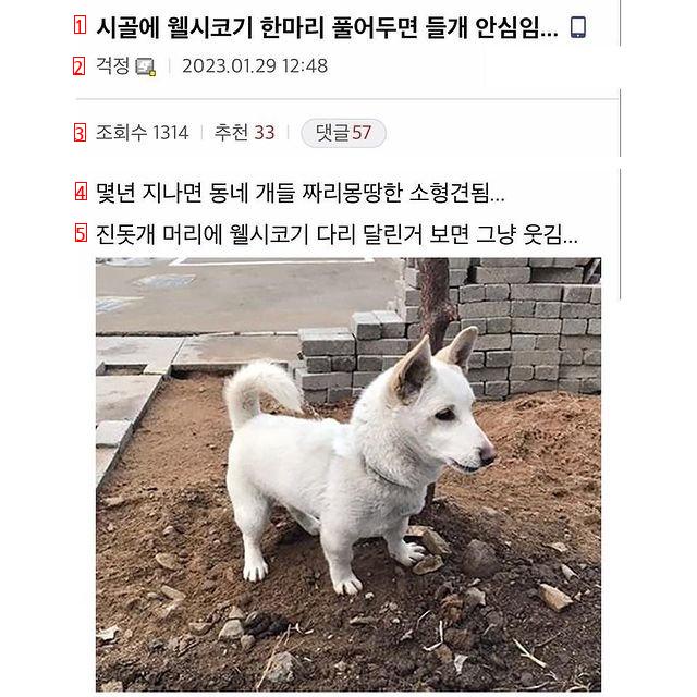 들개를 막기 위해 웰시코기를 시골에 풀어둔 결과.jpg