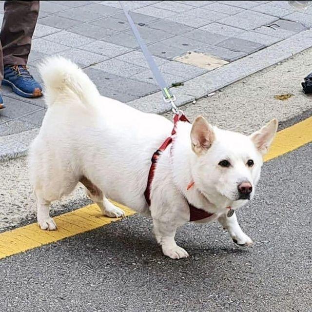 들개를 막기 위해 웰시코기를 시골에 풀어둔 결과.jpg