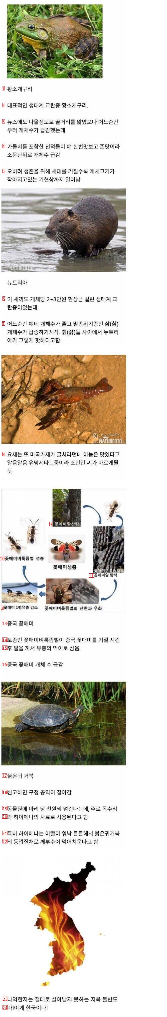 韓国に侵入した外来種の近況