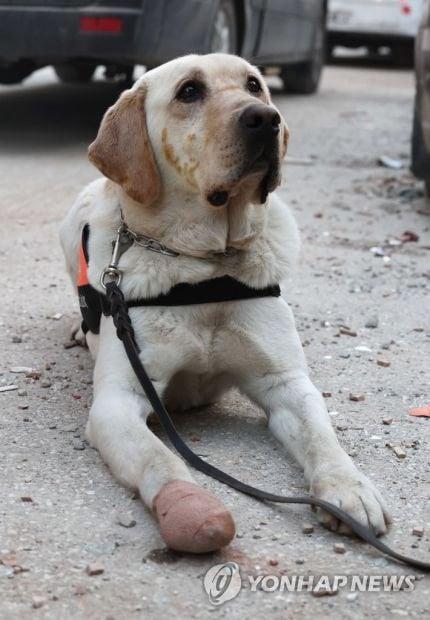 テュルキエに派遣された韓国救助犬の近況jpg