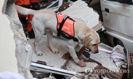 テュルキエに派遣された韓国救助犬の近況jpg