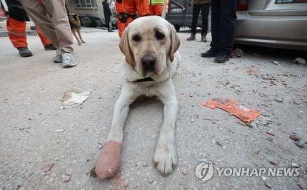 テュルキエに派遣された韓国救助犬の近況jpg