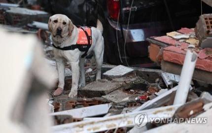 テュルキエに派遣された韓国救助犬の近況jpg