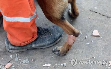 テュルキエに派遣された韓国救助犬の近況jpg