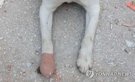 テュルキエに派遣された韓国救助犬の近況jpg