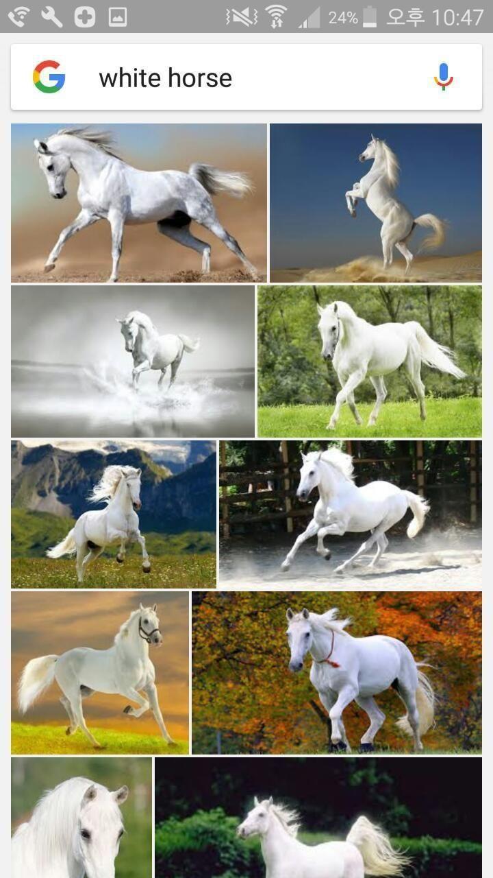グーグルで検索した白馬の写真