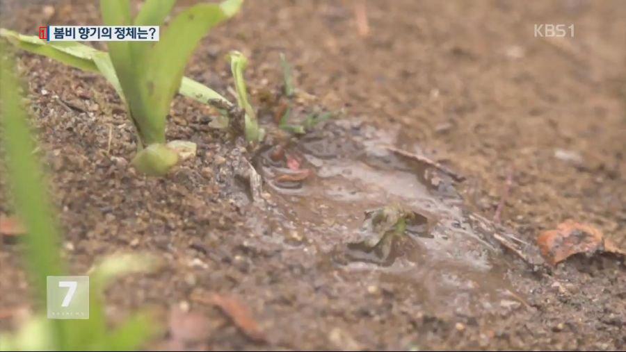 雨の日に嗅ぐことができる土の匂いの正体