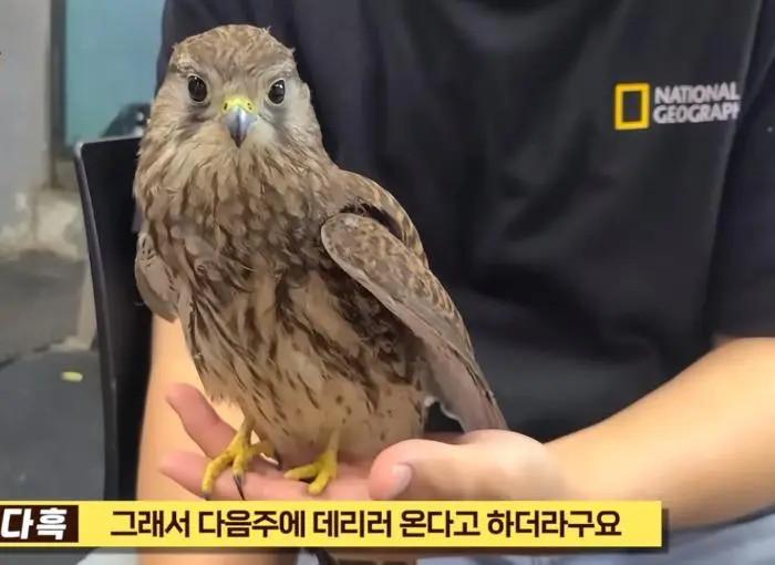 可愛い韓国の猛禽類gif