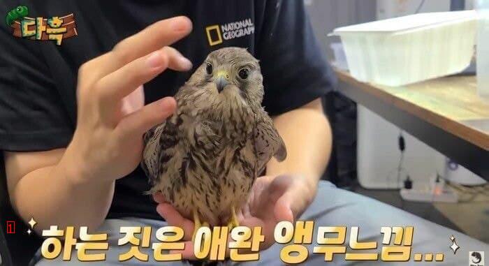 可愛い韓国の猛禽類gif