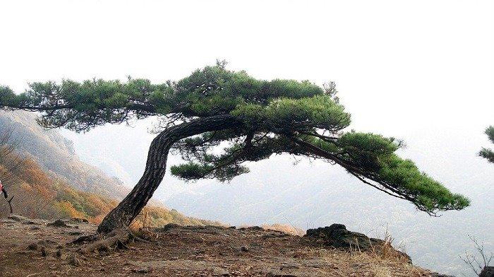 韓半島白頭大幹の各種大小の山にある松の致命的な短所jpg