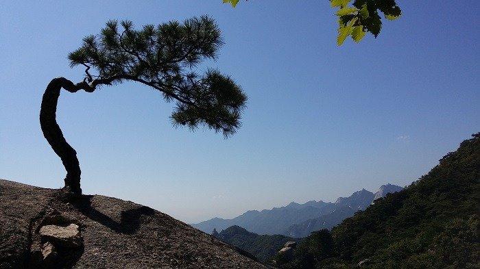 韓半島白頭大幹の各種大小の山にある松の致命的な短所jpg