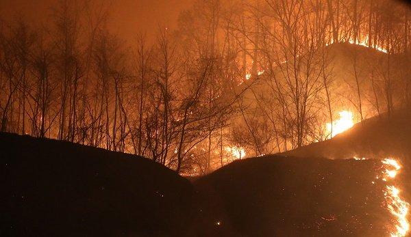 韓半島白頭大幹の各種大小の山にある松の致命的な短所jpg