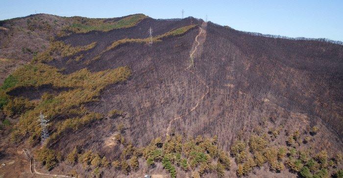 韓半島白頭大幹の各種大小の山にある松の致命的な短所jpg