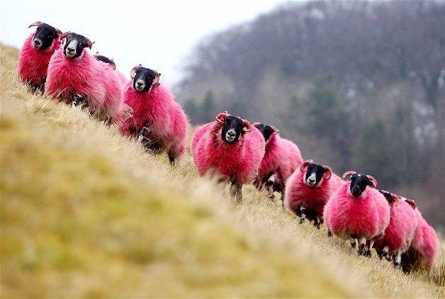 全身を染めた羊たち