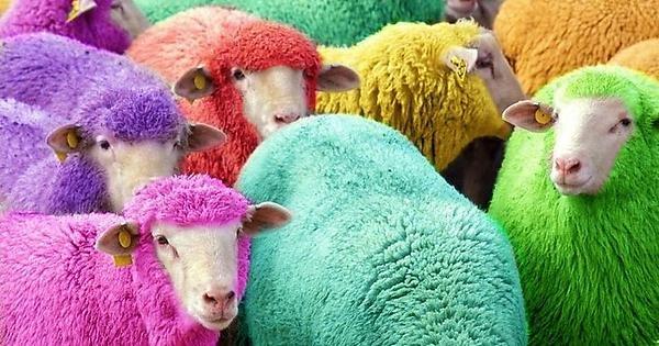 全身を染めた羊たち