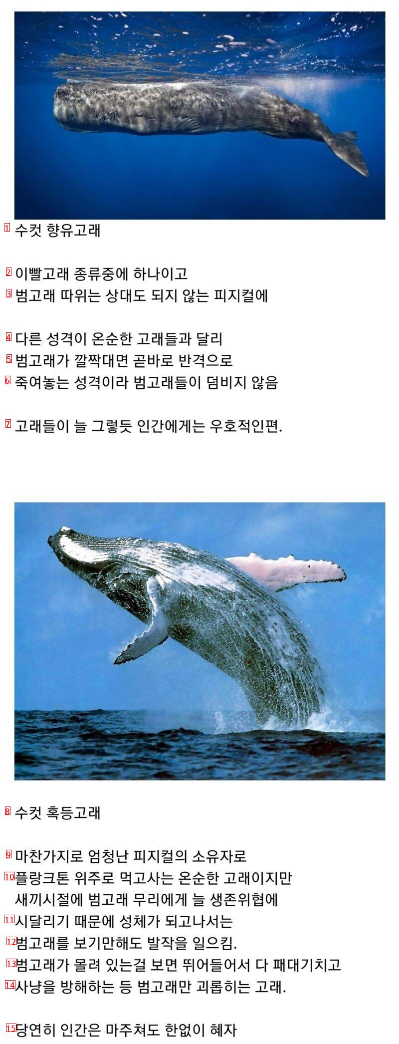 범고래 담당 일진