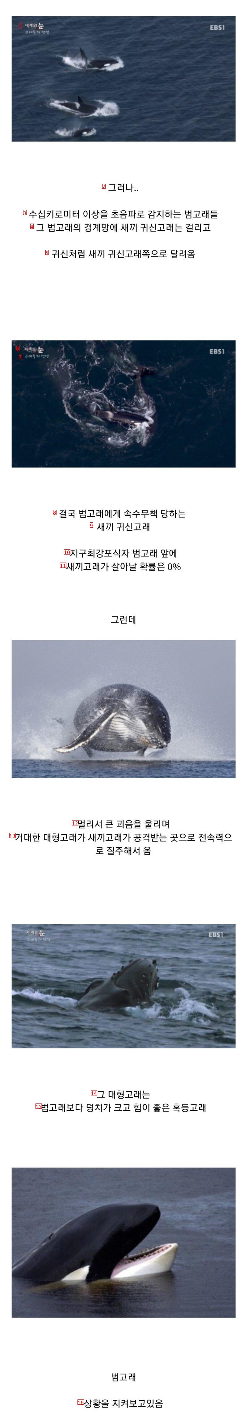 범고래 담당 일진