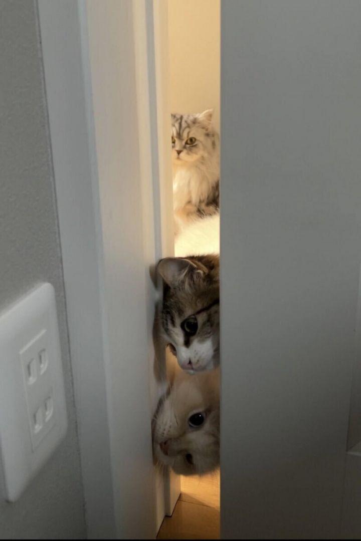 집사가 안에서 뭐하는지 궁금한 고양이들