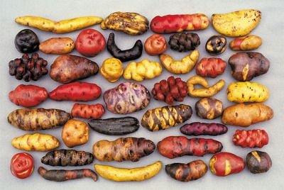 상상 이상으로 다양하다는 감자 품종