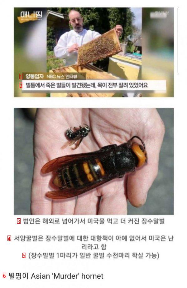 장수말벌의 클라스 .jpg