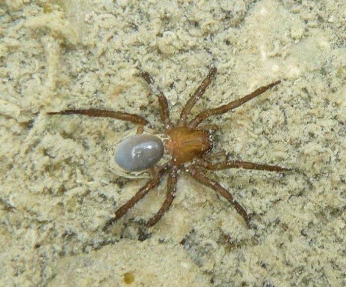 물속에서 생활하는 거미