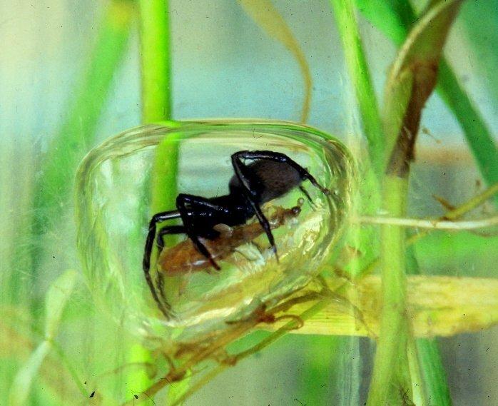 물속에서 생활하는 거미
